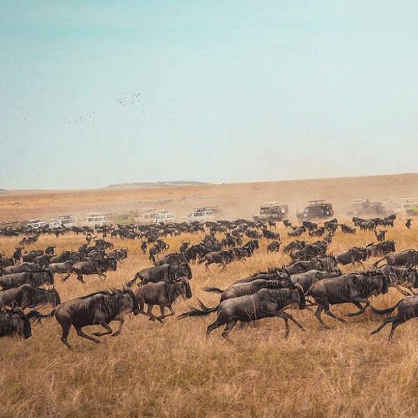 The-Great-Wildebeest-Migration--600x600