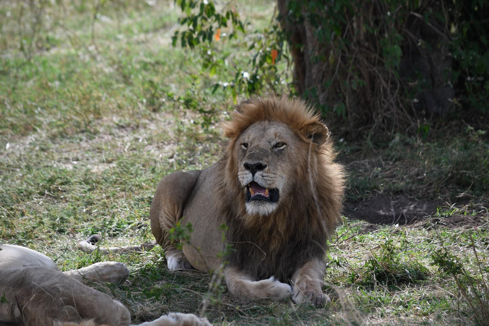 Constance Adventures